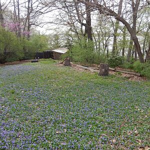 5/2/2018 - Bald Eagle Habitat