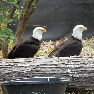 5/2/2018 - Bald Eagles