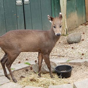 5/2/2018 - Tufted Deer