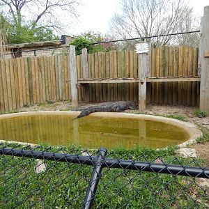 5/2/2018 - American Alligator Pool