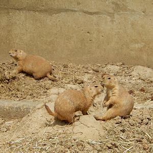 5/2/2018 - Prairie Dogs