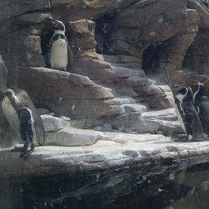 5/2/2018 - Humboldt Penguins