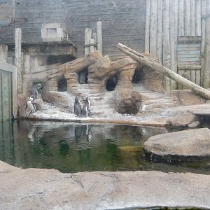 5/2/2018 - Humboldt Penguin Habitat (Left Half)