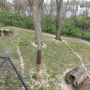 5/2/2018 - Cheetah Habitat (Left Half)