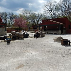 5/2/2018 - African Pygmy Goat Yard