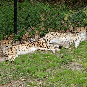 5/2/2018 - Cheetahs