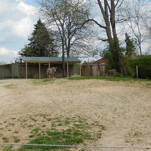5/2/2018 - Plains Zebra Paddock