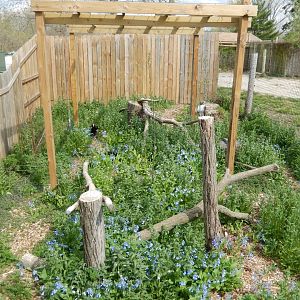 5/2/2018 - Turkey Vulture and Red-Tailed Hawk Exhibit