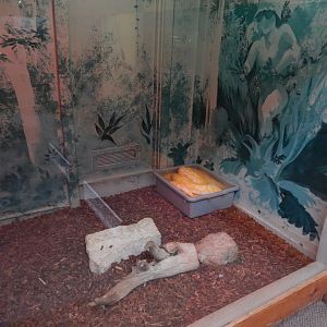 5/2/2018 - Burmese Python Exhibit (1 of 2)