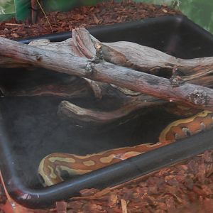 5/2/2018 - Blood Python