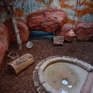 5/2/2018 - Rhinoceros Iguana Exhibit