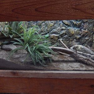 5/2/2018 - African House Snake Terrarium