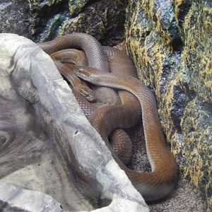 5/2/2018 - African House Snakes