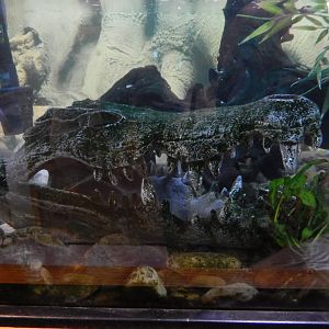 5/2/2018 - Artificial Crocodile Skull