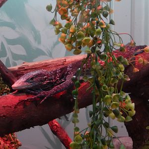 5/2/2018 - Blue Tree Monitor