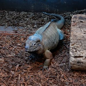 5/2/2018 - Rhinoceros Iguana