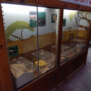 5/2/2018 - Naked Mole Rat Exhibits