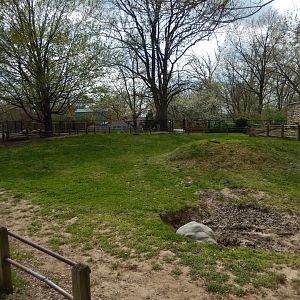 5/2/2018 - Galapagos Tortoise Habitat