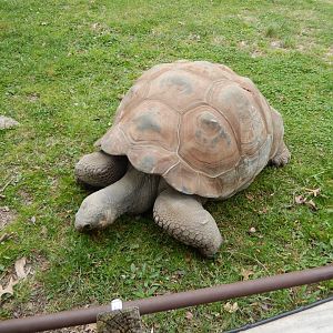 5/2/2018 - Galapagos Tortoise