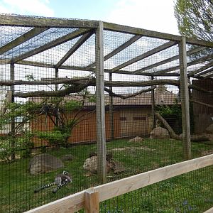 5/2/2018 - Ring-Tailed Lemur Exhibit