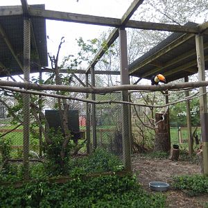 5/2/2018 - Toco Toucan Aviary