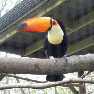 5/2/2018 - Toco Toucan