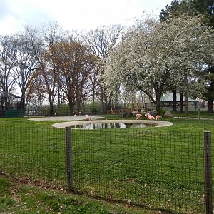 5/2/2018 - Chilean Flamingo & American White Pelican Exhibit