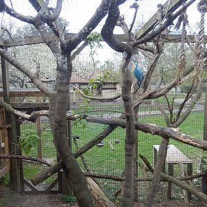 5/2/2018 - Blue and Gold Macaw Exhibit