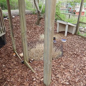 5/2/2018 - Guinea Pig Habitat
