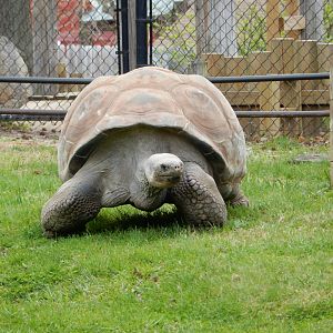 5/2/2018 - Galapagos Tortoise