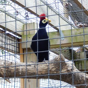 5/2/2018 - Lady Ross's Turaco