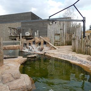 5/2/2018 - Humboldt Penguin Habitat