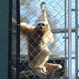 Eastern Hoolock Gibbon Female
