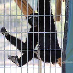 Eastern Hoolock Gibbon Male