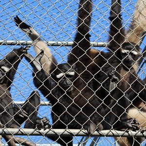 Eastern Hoolock Gibbon Family