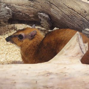 Greater Malay Chevrotain