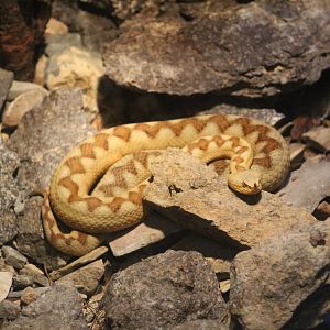 Western Long-Nosed Viper