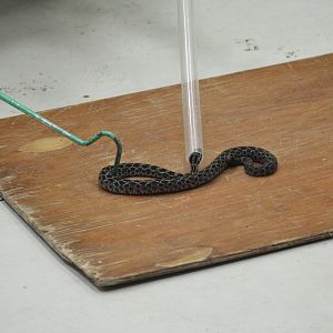 Mexican Lance-Headed Rattlesnake