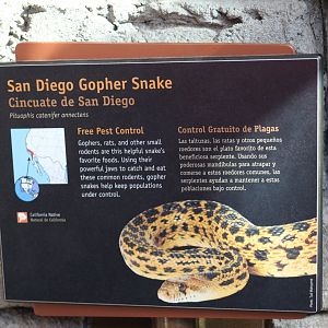 San Diego Gopher Snake Signage