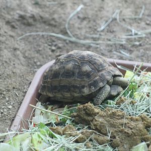 Common Spider Tortoise