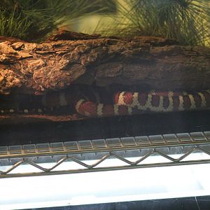 Arizona Mountain Kingsnake