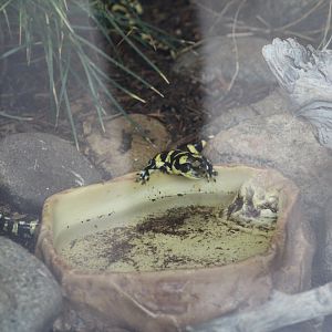 Arizona Tiger Salamander