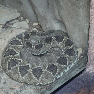 Mexican West Coast Rattlesnake