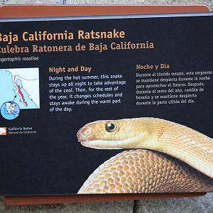 Baja California Ratsnake