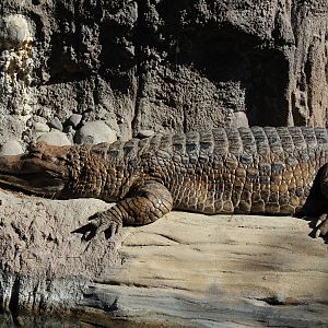 False Gharial