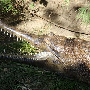 False Gharial