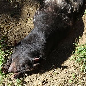 Tasmanian Devil