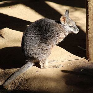 Tammar Wallaby