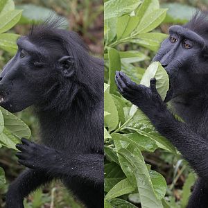 Crested macaque drinking raindrops