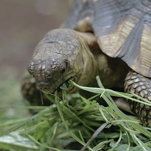 Ploughshare tortoise
